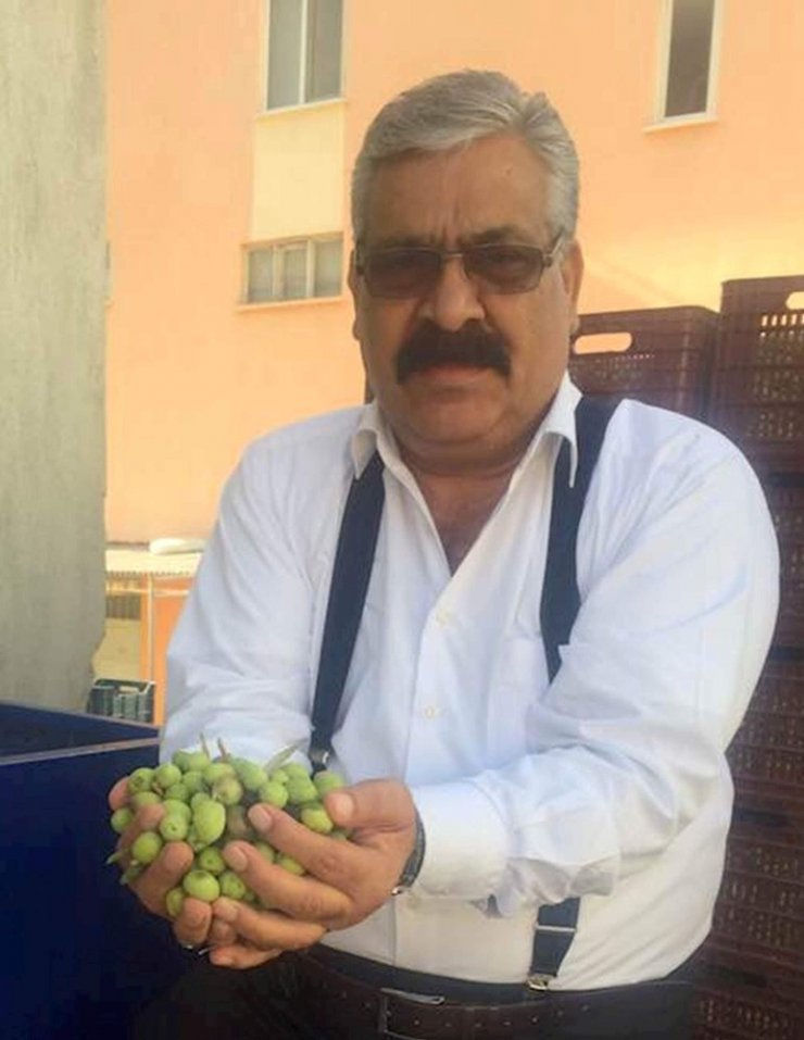 Mut’ta Zeytin Hasadı 10 Gün Önce Başladı