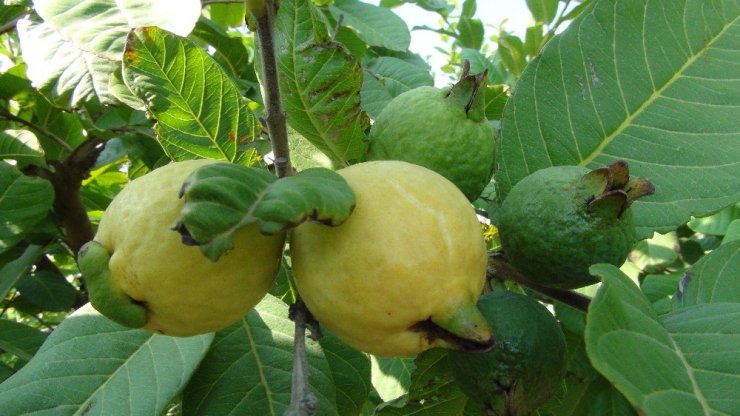 Kilosu 6 Lira, Her Derde Deva