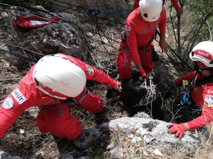 Mersin'de AKUT Ekiplerinin 5 Saatlik Keçi Operasyonu