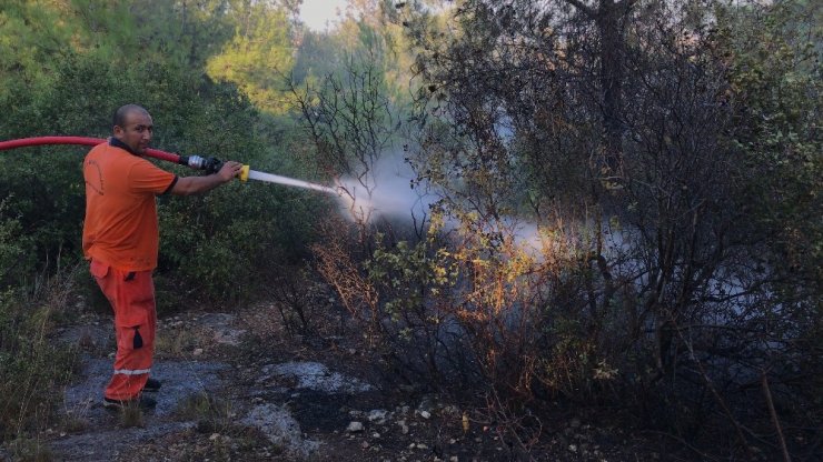 Orman Yangınında Kaplumbağa Yanmaktan Kurtarıldı