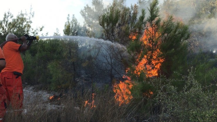 Orman Yangınında Kaplumbağa Yanmaktan Kurtarıldı