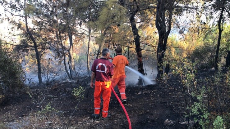 Orman Yangınında Kaplumbağa Yanmaktan Kurtarıldı