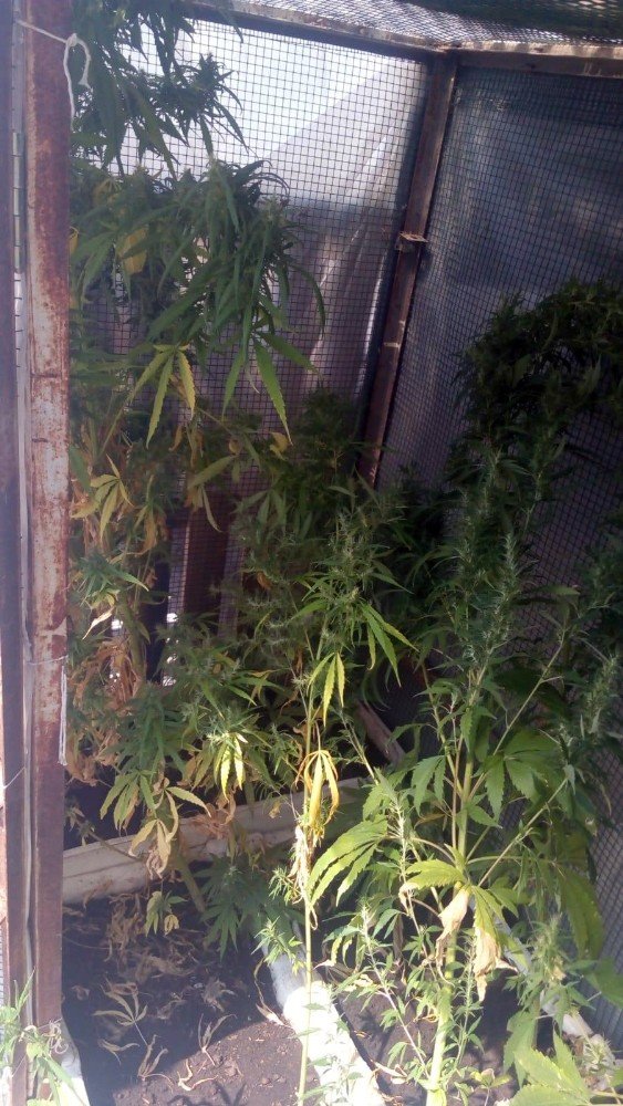 Evinde Esrarla Yakalandı