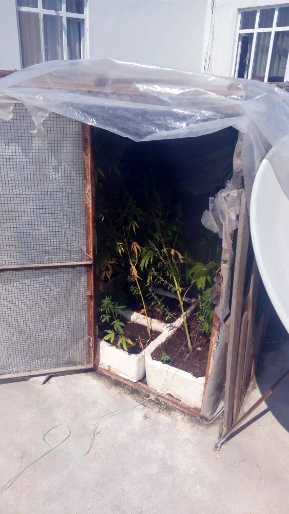 Evinde Esrarla Yakalandı