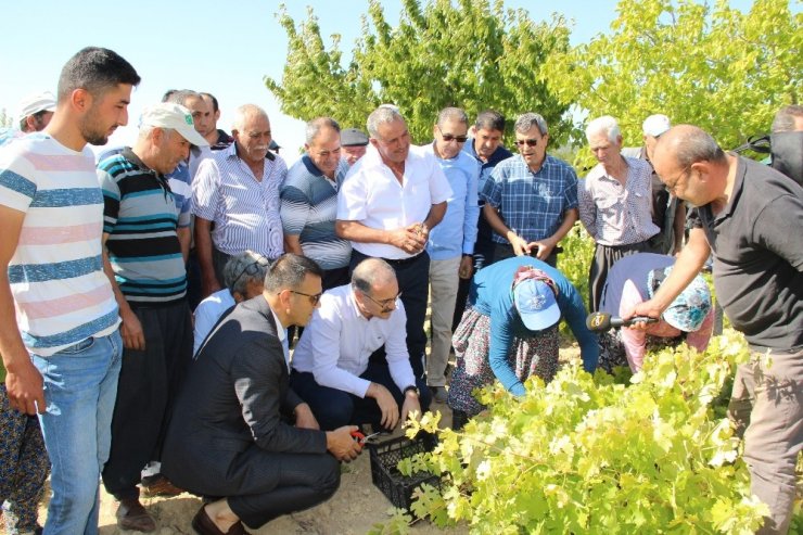 Silifke’de Bin 800 Rakımda Sofralık Üzüm Hasadı Başladı