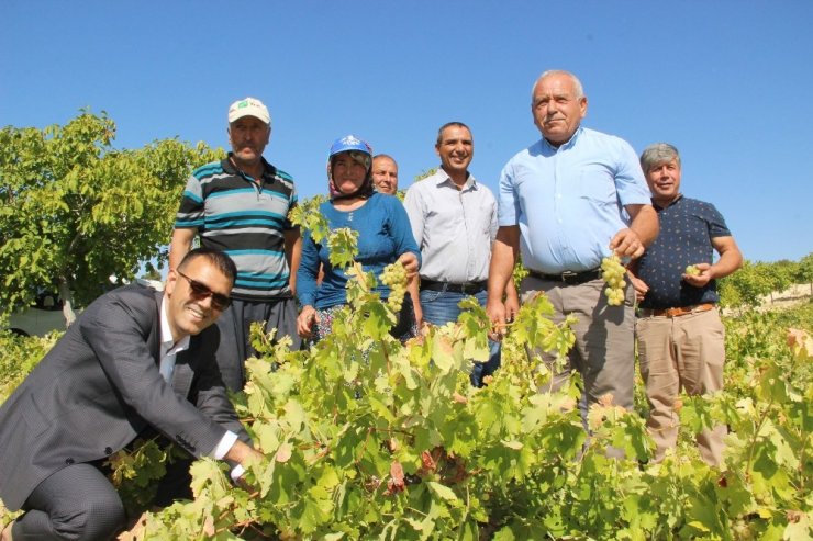 Silifke’de Bin 800 Rakımda Sofralık Üzüm Hasadı Başladı