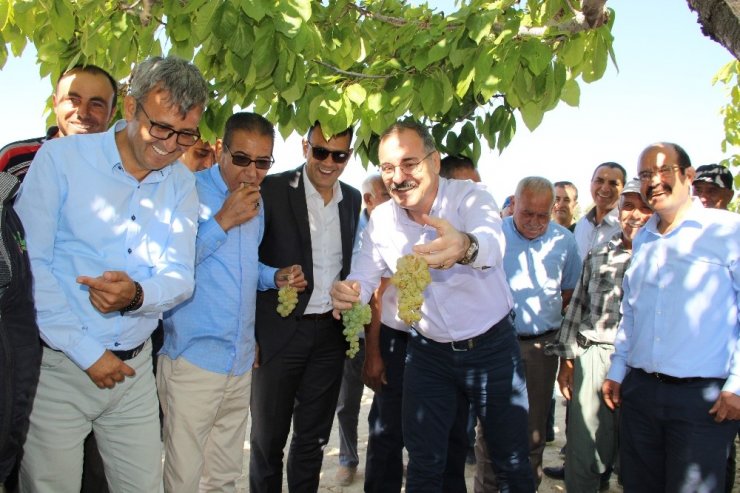 Silifke’de Bin 800 Rakımda Sofralık Üzüm Hasadı Başladı