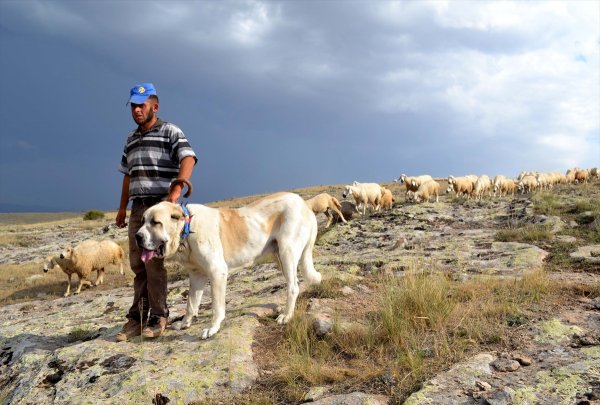 Çin'in Han Koyunları 