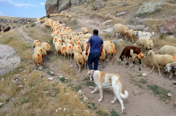 Çin'in Han Koyunları 