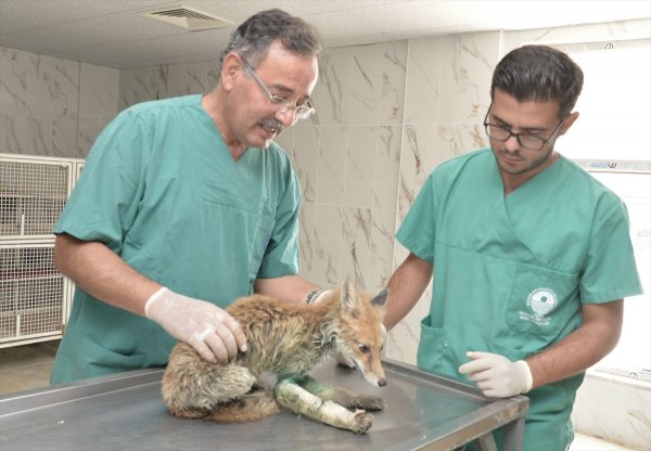 Mersin'de Yaralı Tilki Tedavi Altına Alındı
