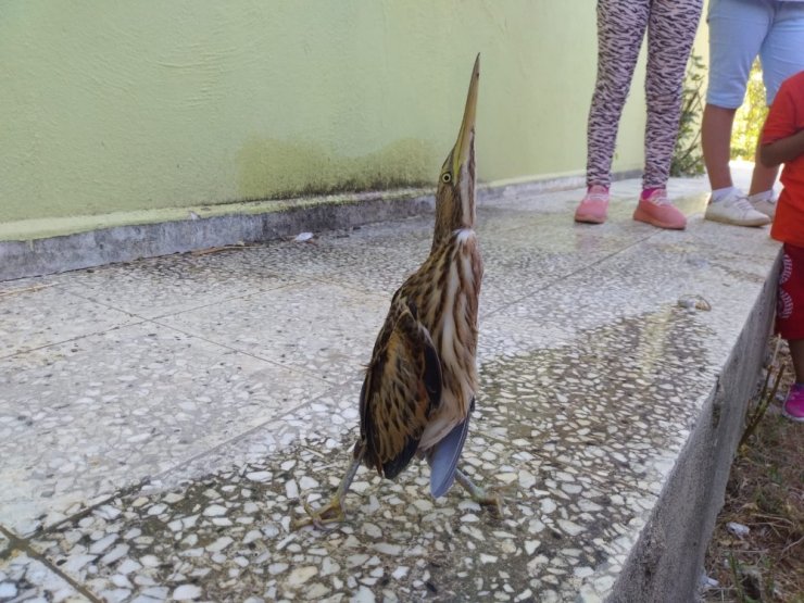 Yaralı ’Balaban’a Öğrenci Şefkati