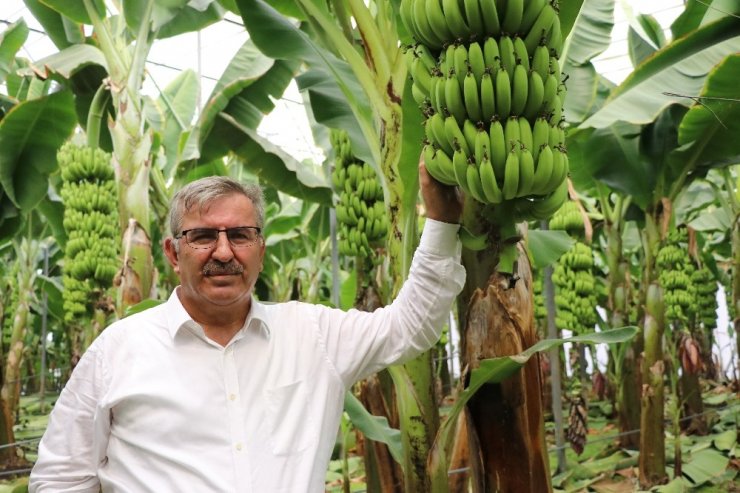 Muz İthalatı Gelecek Sene Bitecek