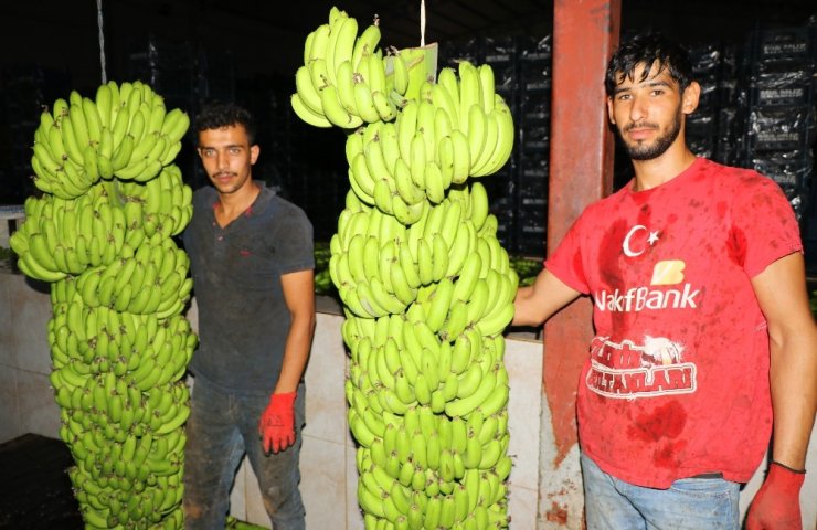 Muz İthalatı Gelecek Sene Bitecek