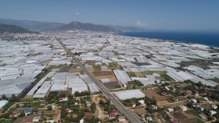 Muz İthalatı Gelecek Sene Bitecek