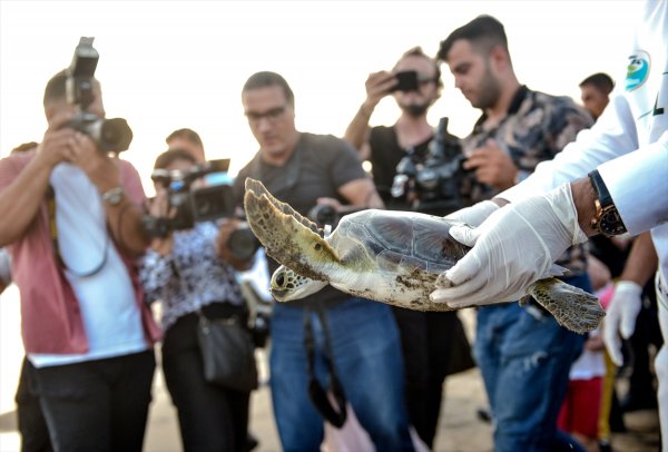Tedavi Edilen Caretta Carettalar Denizle Buluştu