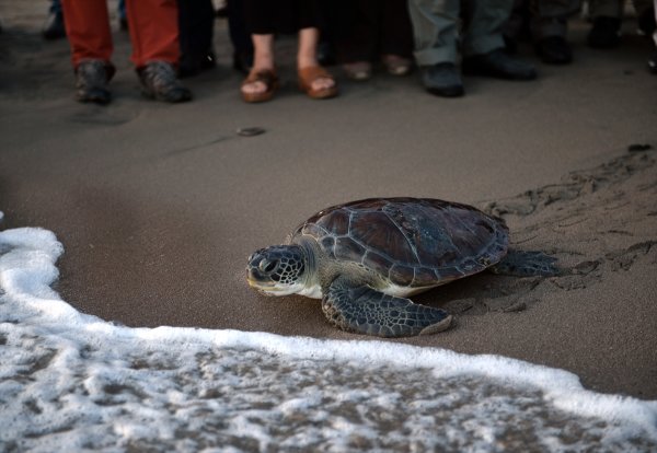 Tedavi Edilen Caretta Carettalar Denizle Buluştu