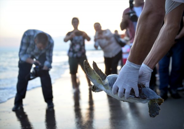Tedavi Edilen Caretta Carettalar Denizle Buluştu