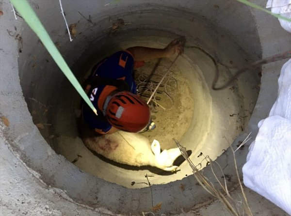 Aksaray'da Kuyuya Düşen Koyun Kurtarıldı