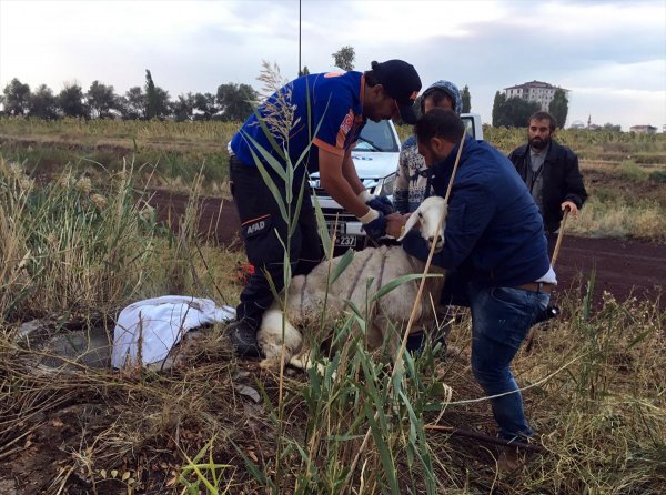 Aksaray'da Kuyuya Düşen Koyun Kurtarıldı