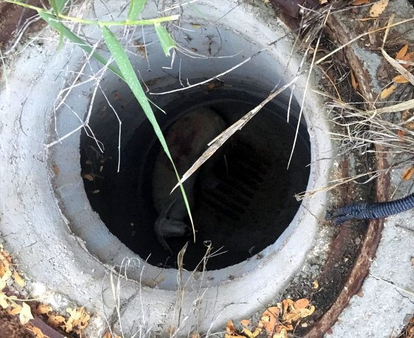 Aksaray'da Kuyuya Düşen Koyun Kurtarıldı