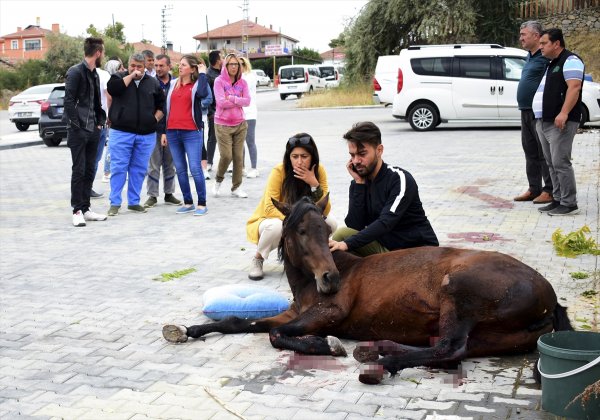 Yaralı At Üç Günlük Mücadelesini Kaybetti