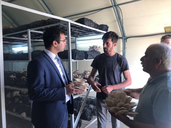 Kaymakam Taşkıran Mantar Üretim Tesisini İnceledi