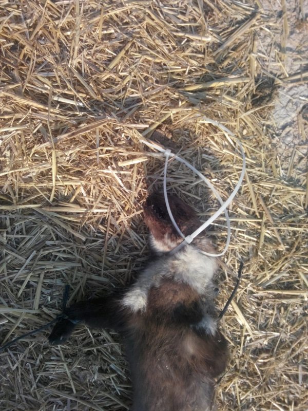 Konya'da Direğe Asılı Ölü Kaya Sansarı Bulundu