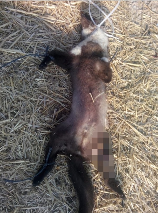 Konya'da Direğe Asılı Ölü Kaya Sansarı Bulundu