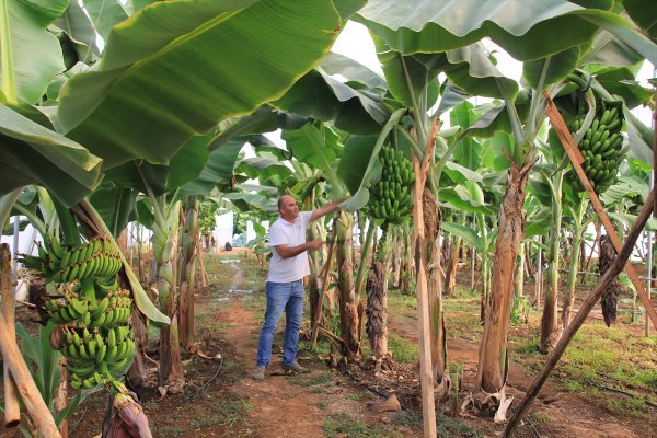 Mersin'de Verimi Yüksek İki Yeni Muz Çeşidi Geliştirildi