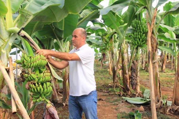 Mersin'de Verimi Yüksek İki Yeni Muz Çeşidi Geliştirildi