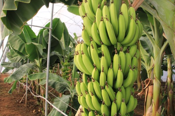 Mersin'de Verimi Yüksek İki Yeni Muz Çeşidi Geliştirildi