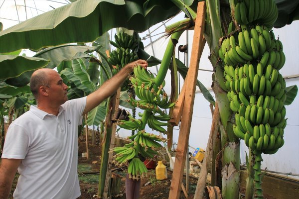 Mersin'de Verimi Yüksek İki Yeni Muz Çeşidi Geliştirildi