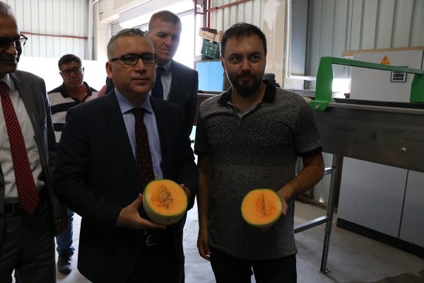 Niğde'de Üretilen Kantalup Kavunu 4 Ülkeye İhraç Ediliyor