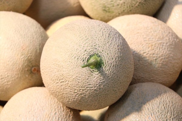 Niğde'de Üretilen Kantalup Kavunu 4 Ülkeye İhraç Ediliyor