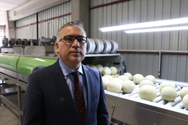 Niğde'de Üretilen Kantalup Kavunu 4 Ülkeye İhraç Ediliyor