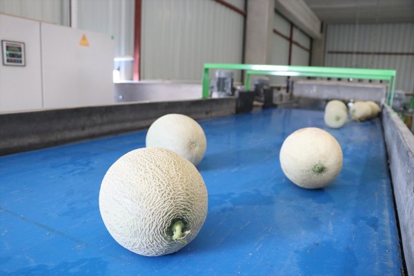 Niğde'de Üretilen Kantalup Kavunu 4 Ülkeye İhraç Ediliyor