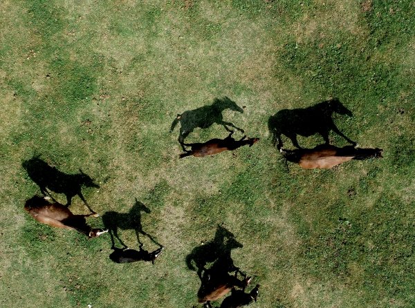 Şampiyon Yarış Atlarının Yaylası: Ereğli
