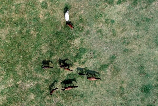 Şampiyon Yarış Atlarının Yaylası: Ereğli