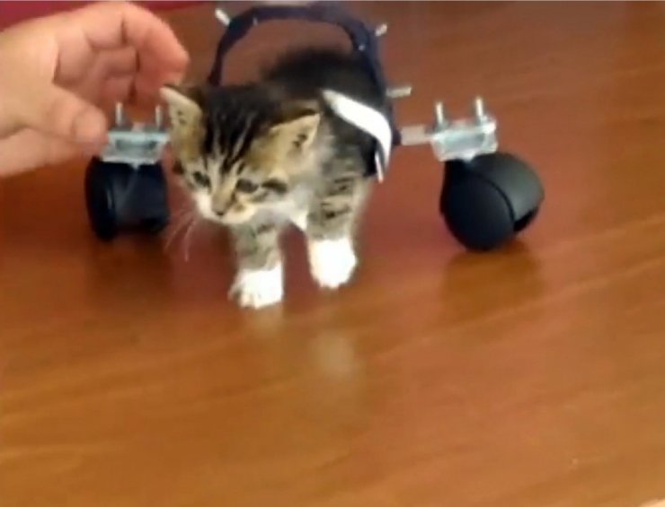 Şanslı Kedi Öğrenciler Ve Öğretmenler Sayesinde Yürümeye Başladı