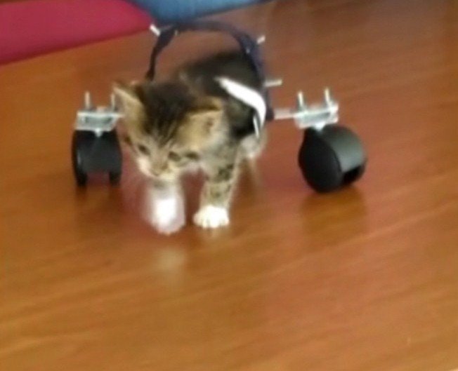 Şanslı Kedi Öğrenciler Ve Öğretmenler Sayesinde Yürümeye Başladı