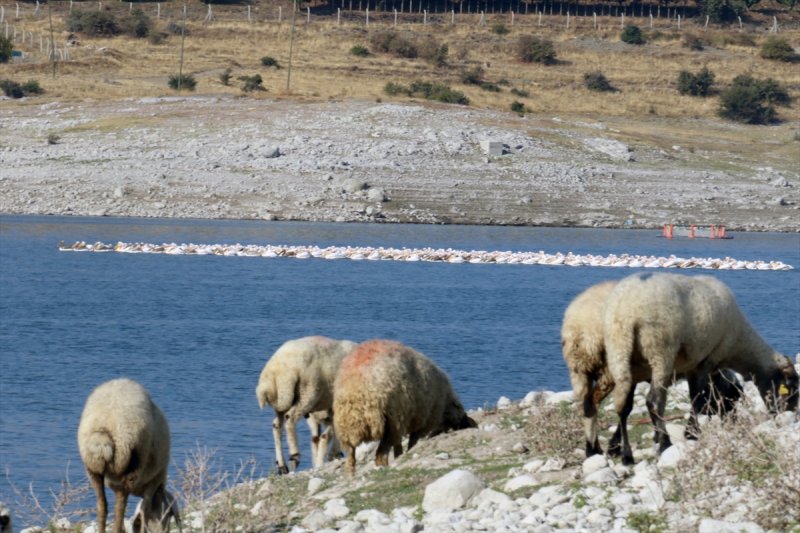Göç Yolundaki Pelikan Sürüsü İvriz Barajı'nda Mola Verdi
