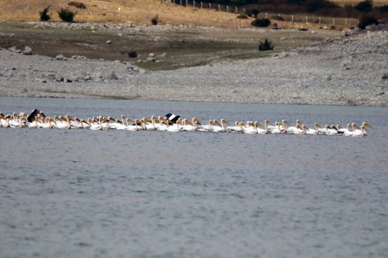 Göç Yolundaki Pelikan Sürüsü İvriz Barajı'nda Mola Verdi