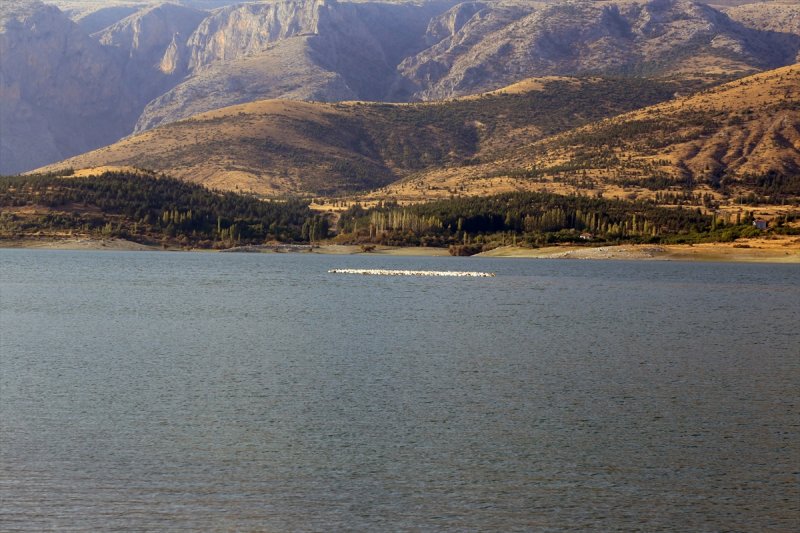 Göç Yolundaki Pelikan Sürüsü İvriz Barajı'nda Mola Verdi