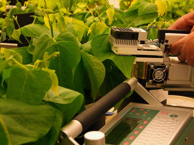 Klasik Müziğin Bitki Gelişimine Etkisini Araştırdılar