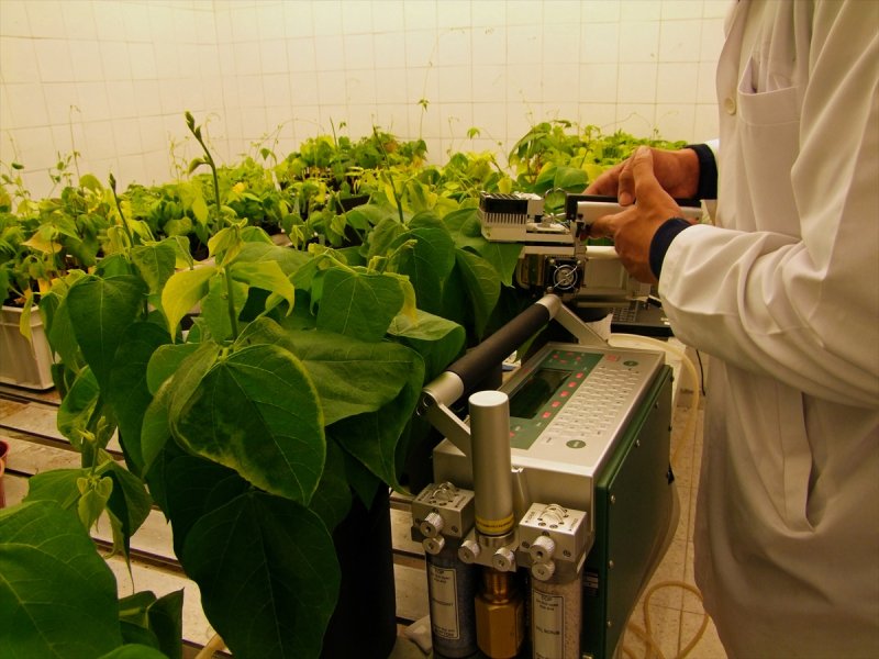 Klasik Müziğin Bitki Gelişimine Etkisini Araştırdılar