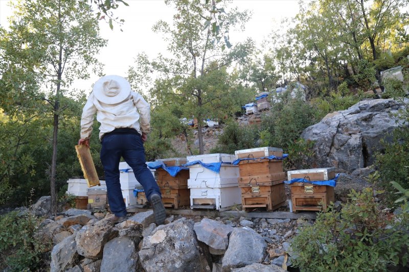 Hadim'de Bal Hasatına Başlandı