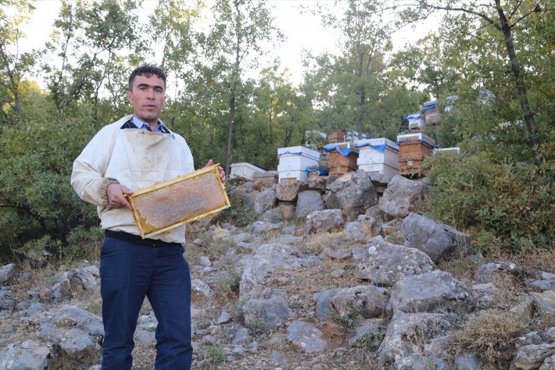 Hadim'de Bal Hasatına Başlandı