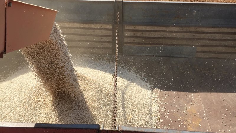 Konya Fasulyesinde 53 Bin Tonluk Rekolte Beklentisi