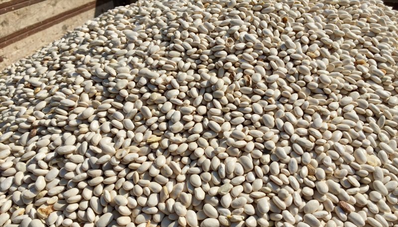 Konya Fasulyesinde 53 Bin Tonluk Rekolte Beklentisi