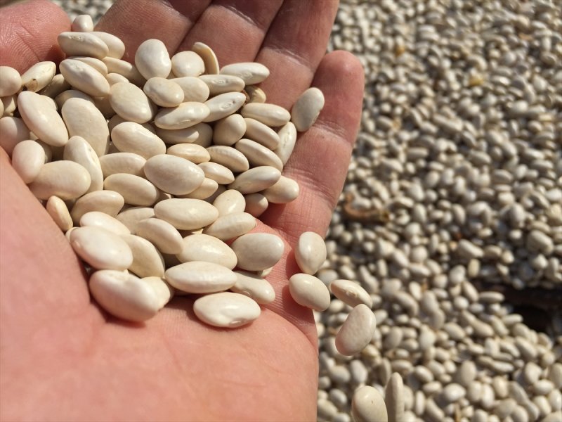 Konya Fasulyesinde 53 Bin Tonluk Rekolte Beklentisi